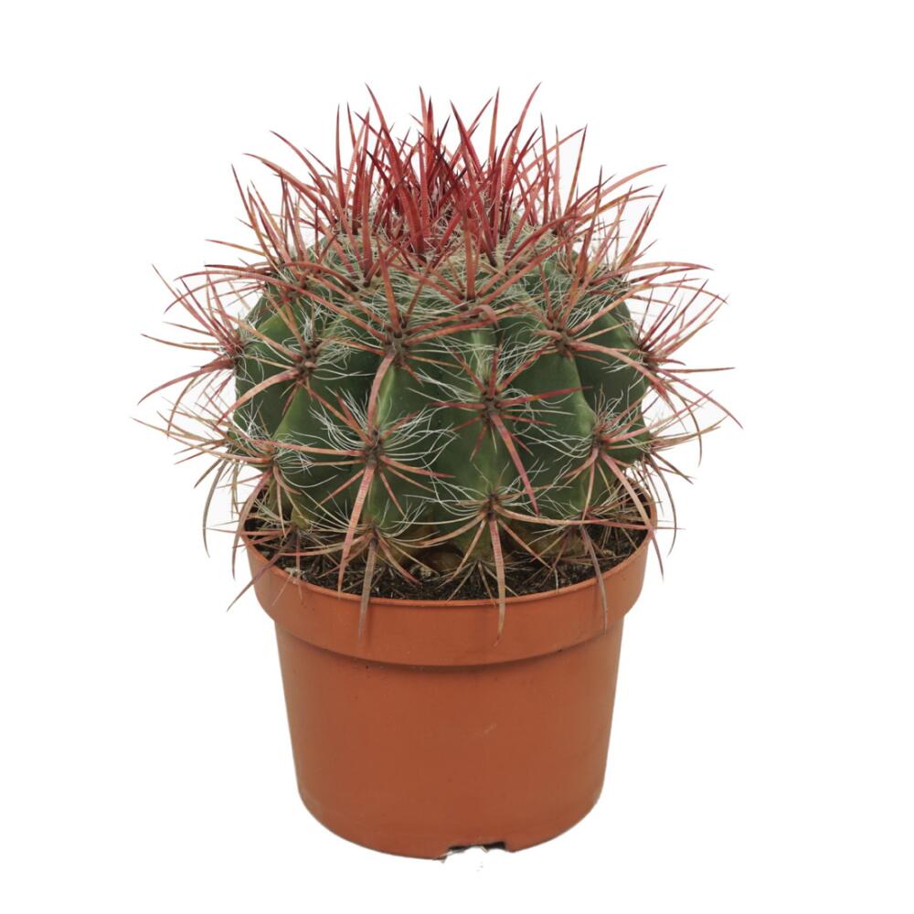 Roter Teufelszungen-Kaktus - Ferocactus stainesii - Pflegeleichte Zim