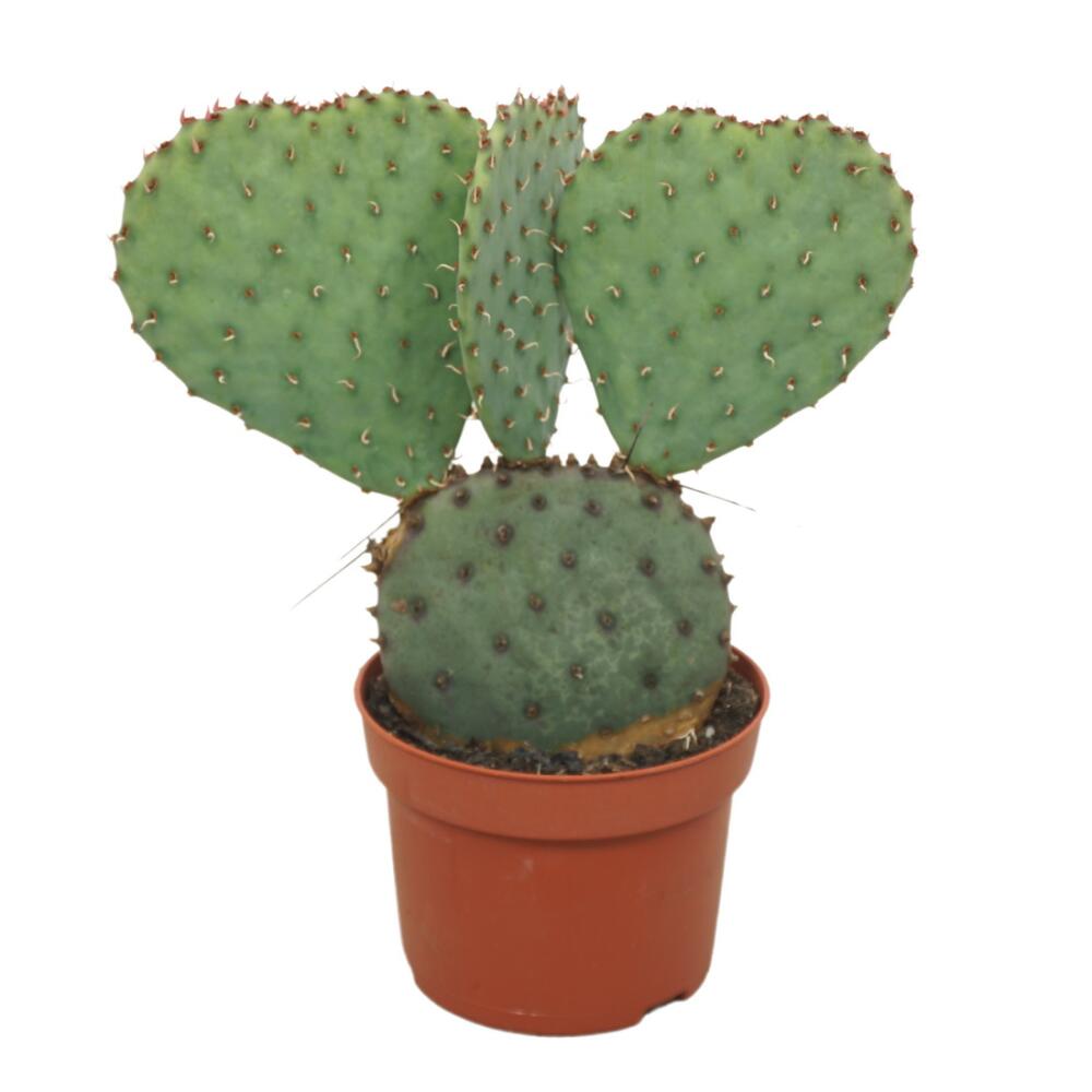 salzstreuer kaktus Menage für Öl Essig Salz Pfeffer und Gewürze CACTUS! main image 0