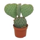Cactus à oreilles bleues - Opuntia azurea - Plante...
