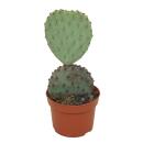 Cactus à oreilles bleues - Opuntia azurea - Plante...
