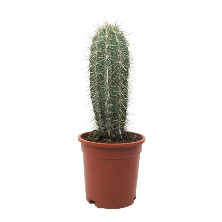 Grauer Riese - Säulenkaktus - Pachycereus pringley - pflegeleicht - 17cm Solitärpflanze