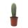 Grauer Riese - Säulenkaktus - Pachycereus pringley - pflegeleicht - 17cm Solitärpflanze