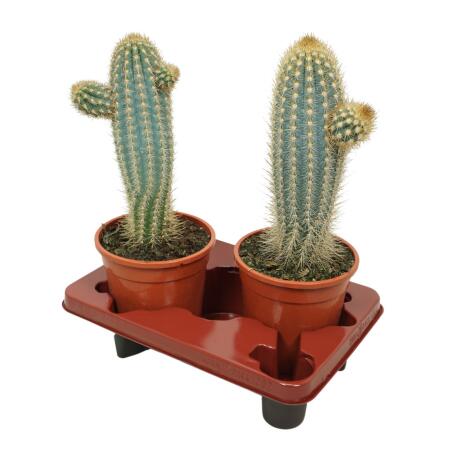 Blauer Sulenkaktus - Pilosocereus braunii - Solitrpflanze im 17cm T