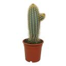 Blue columnar cactus - Pilosocereus braunii - solitary...