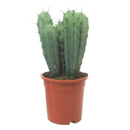 Steel blue blueberry cactus - Myrtillocactus geometrizans - columnar cactus - 17cm pot