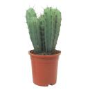 Steel blue blueberry cactus - Myrtillocactus geometrizans...