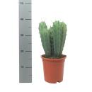 Steel blue blueberry cactus - Myrtillocactus geometrizans - columnar cactus - 17cm pot