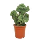 Myrtillocactus en forme de peigne - Myrtillocactus...