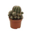Farmers cactus - Echinopsis cv. haku-jo maru - 10.5cm pot...