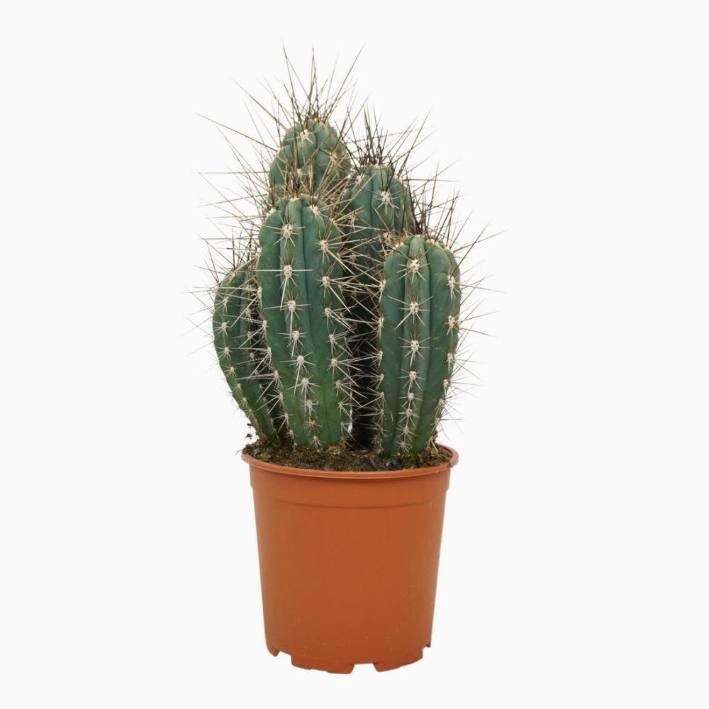 Nhnadel-Kaktus - Stetsonia coryne - Sulenkaktus - pflegeleicht - 17