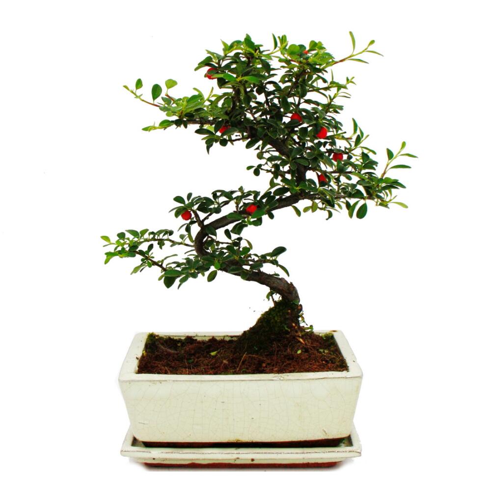 bonsai in a terrarium Large Bonsai Terrarium