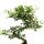 Bonsai - Cotoneaster - Zwergmispel - ca. 5-7 Jahre - incl. Untersetzer