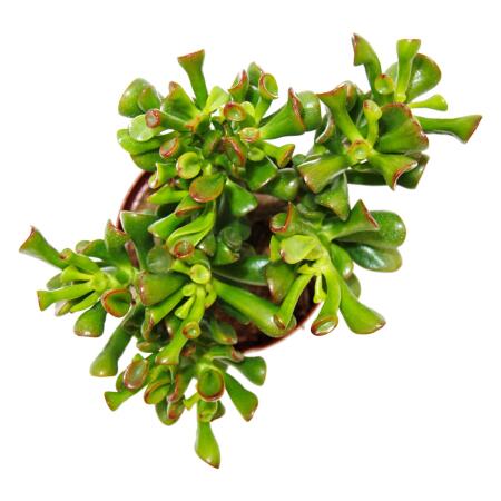 Dickblatt - Lffelbaum - Crassula "Hobbit" - Sukkulente Zimmerpflanze