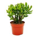 Dickblatt - Löffelbaum - Crassula "Hobbit"...