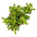 Dickblatt - Löffelbaum - Crassula "Hobbit"...