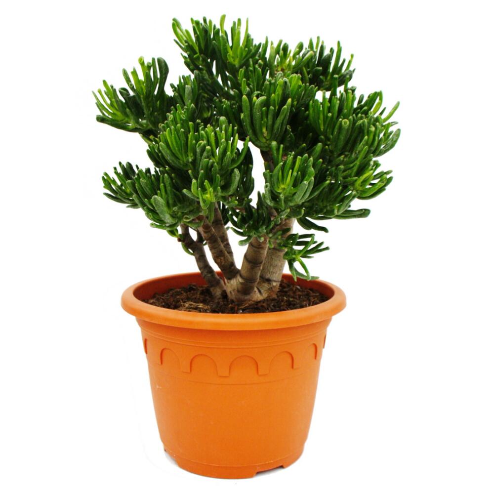 Dickblatt - Crassula "Horntree" - Solitrpflanze mit dickem Stamm - 2