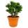 Dickblatt -  Crassula "Horntree" - Solitärpflanze mit dickem Stamm - 26cm Topf