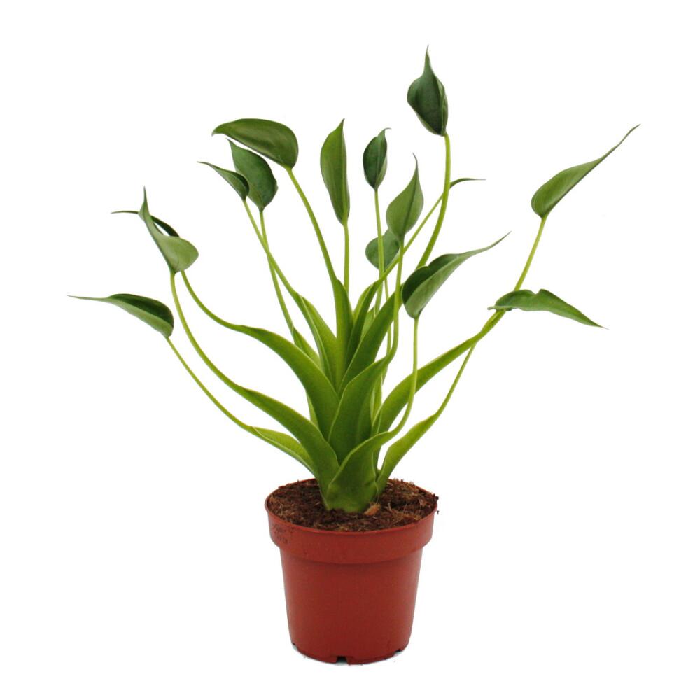 corpse flower plant Amorphophallus titanum main image 0
