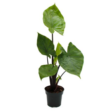 Alocasia "Black Cobra" - Schwarze Kobra - Elefantenohr - Pfeilblatt - 14cm Topf