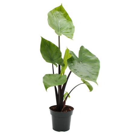 efeutute. Epipremnum Aureum main image 1