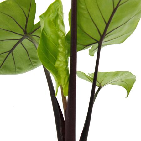 Alocasia "Black Cobra" - Schwarze Kobra - Elefantenohr - Pfeilblatt -