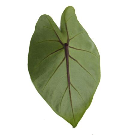 Alocasia "Black Cobra" - Schwarze Kobra - Elefantenohr - Pfeilblatt -