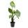 Alocasia "Black Cobra" - Schwarze Kobra - Elefantenohr - Pfeilblatt - 14cm Topf