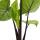 Alocasia "Black Cobra" - Schwarze Kobra - Elefantenohr - Pfeilblatt - 14cm Topf