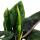 Alocasia scalprum - schwarzes Pfeilblatt - Zimmerpflanze 14cm Topf