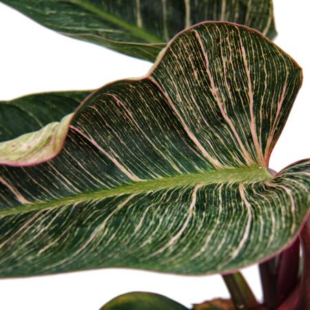 Philodendron erubescens "Pink Bikini" - pink striped tree friend - 14