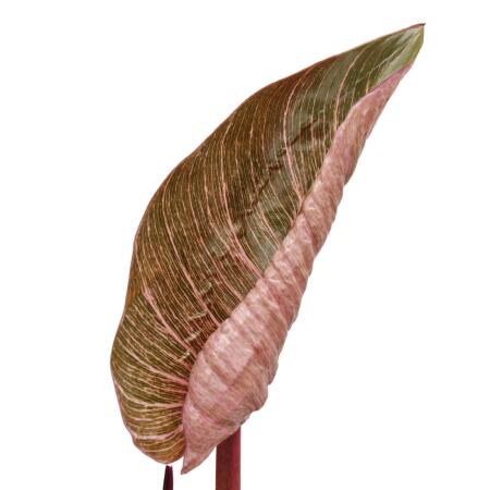 Philodendron erubescens "Pink Bikini" - pink striped tree friend - 14
