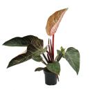 Philodendron erubescens "Pink Bikini" - ami des...