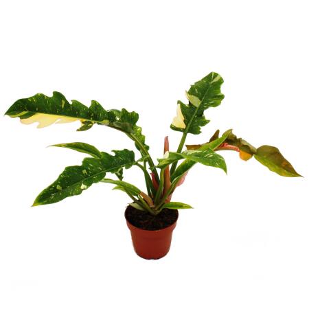 Philodendron "Ring of Fire" - Baumfreund mit ungewhnlichen Blattzeic