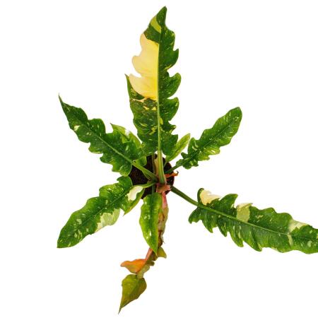 Philodendron "Ring of Fire" - Baumfreund mit ungewhnlichen Blattzeic