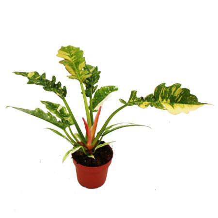 potted succulent plant Potted Succulent Plants – Stylish & Low-Maintenance Greenery