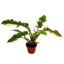 Philodendron "Ring of Fire" - ami des arbres...