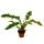 Philodendron "Ring of Fire" - unusual tree friend - 12cm pot