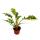 Philodendron "Ring of Fire" - unusual tree friend - 12cm pot