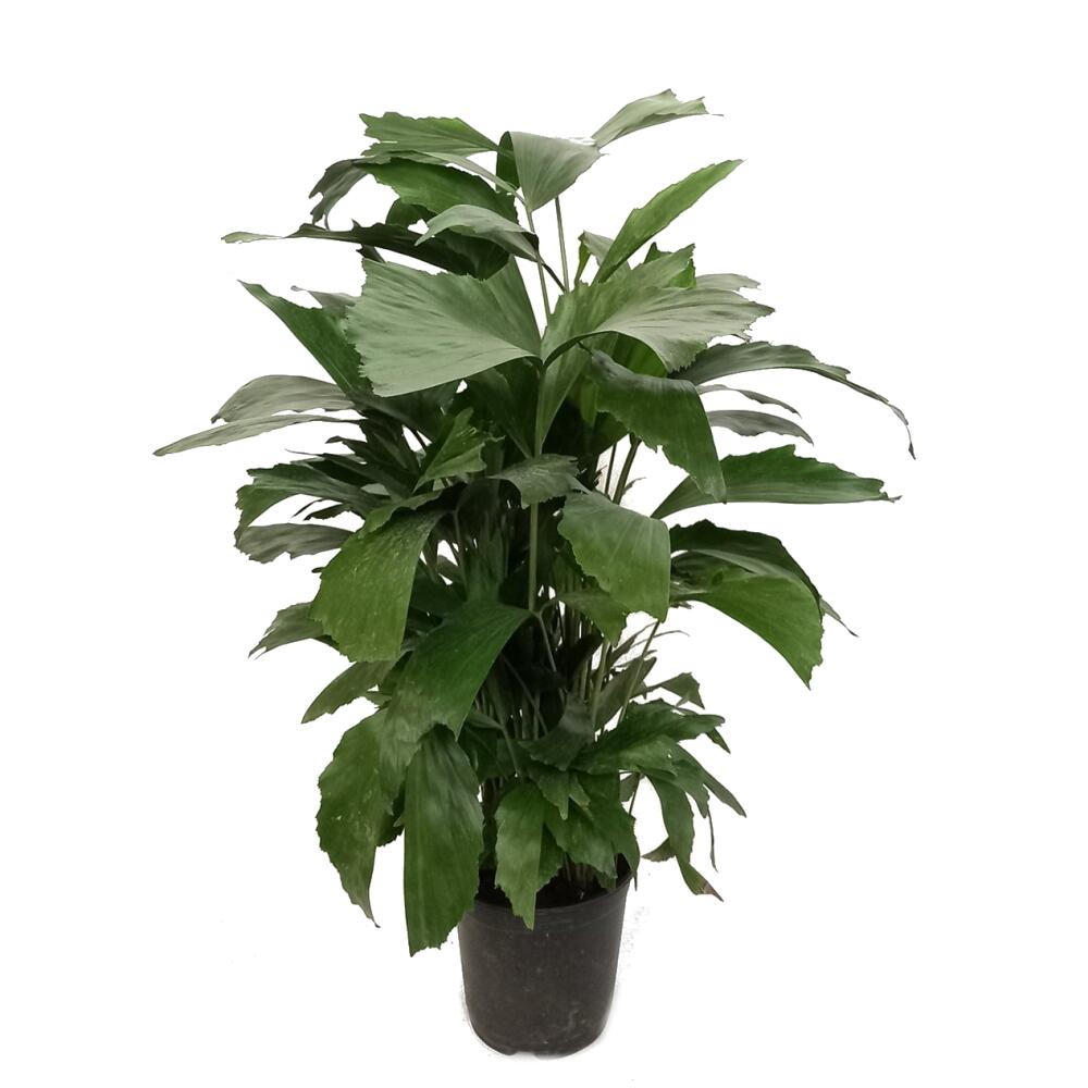 maranta kerchoveana variegata pflege Maranta leuconeura 'Kerchoveana' variegata – Serres Lavoie