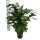 Palmier à queue de poisson - Caryota mitis - hauteur env. 60-70cm - pot 14cm