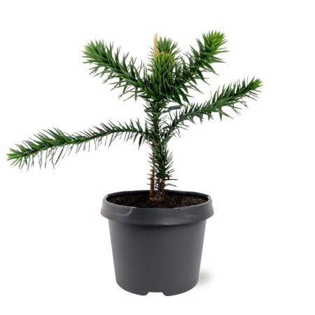 Chilenische Schmucktanne - Andentanne - Araucaria araucana - Setzling im 19cm Topf