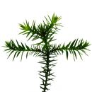 Chilenische Schmucktanne - Andentanne - Araucaria...