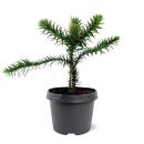 Chilenische Schmucktanne - Andentanne - Araucaria...