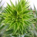 Chilenische Schmucktanne - Andentanne - Araucaria...