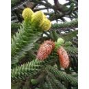 Chilenische Schmucktanne - Andentanne - Araucaria araucana - Setzling im 19cm Topf