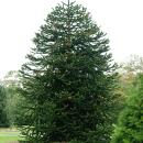 Chilenische Schmucktanne - Andentanne - Araucaria araucana - Setzling im 19cm Topf