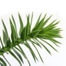Chilenische Schmucktanne - Andentanne - Araucaria araucana - Setzling im 19cm Topf