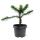 Chilenische Schmucktanne - Andentanne - Araucaria araucana - Setzling im 19cm Topf