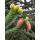 Chilenische Schmucktanne - Andentanne - Araucaria araucana - Setzling im 19cm Topf