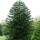 Chilenische Schmucktanne - Andentanne - Araucaria araucana - Setzling im 19cm Topf